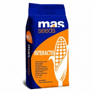 Nasiona Kukurydzy INTERACTIS, FAO 250, Mas Seeds, Korit, 50 tys. nas.