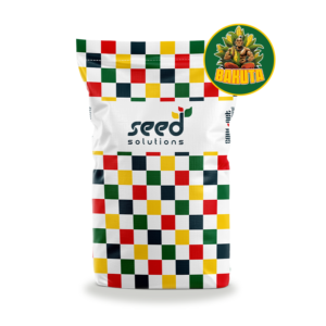 Nasiona Kukurydzy BAKUTA, FAO 240-250, Seed Solutions, 50 tys. nas.