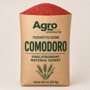 pszenżyto ozime Comodoro